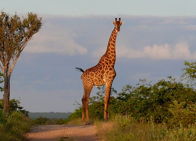 http://2.bp.blogspot.com/-Mi34zt9d0HE/UTeibpWQxVI/AAAAAAAAKdE/zdjt5RK_N2U/s1600/African+Giraffe.jpg